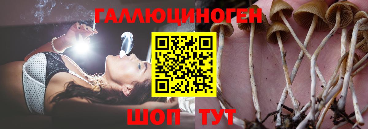 Галлюциногенные грибы GOLDEN TEACHER  Галлюциногенные грибы Psilocybine cubensis  Апшеронск  Вход с VPN 
